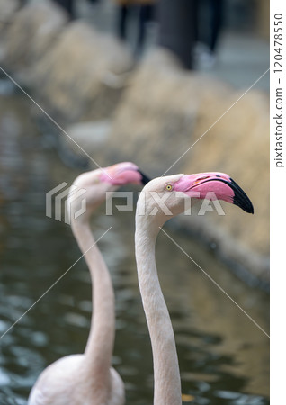 優雅火烈鳥的輪廓 — 一隻美麗的鳥在水邊放鬆 120478550