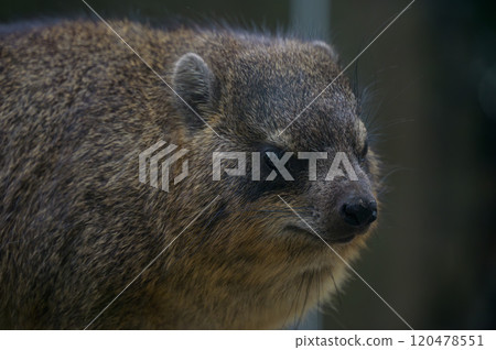 海拉克斯肖像 - 野生動物的獨特外觀 120478551