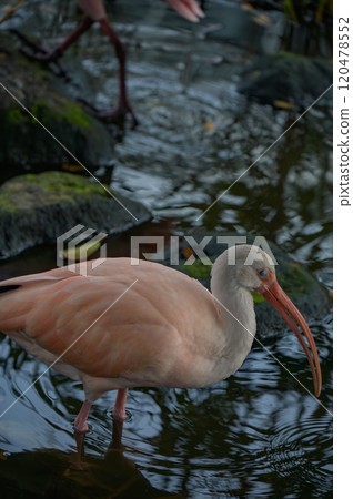 一隻粉紅朱鹮在水邊尋找食物 一隻粉紅朱鹮在水邊尋找食物 120478552