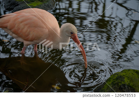 A pink ibis searching for food near the water 120478553