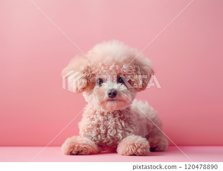 玩具貴賓犬和粉紅色背景AI生成素材 120478890