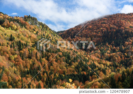 Footage of a forest full of trees decorated with autumn colors. 120478907