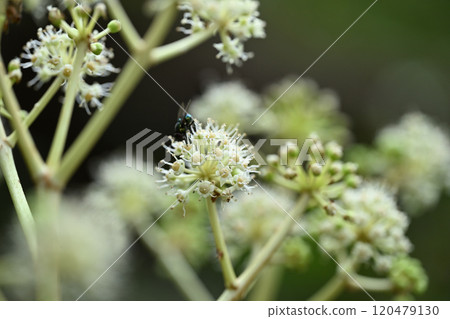 Yatsude (Hachite) flower Yatsude (Hachite) flower 120479130