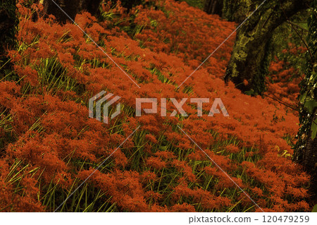 The Imperial Envoy's Higanbana The Imperial Envoy's Higanbana 120479259