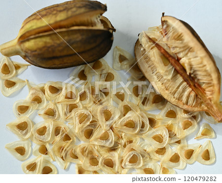 Seeds and fruits of Ubayuri (Ubayuri) 120479282