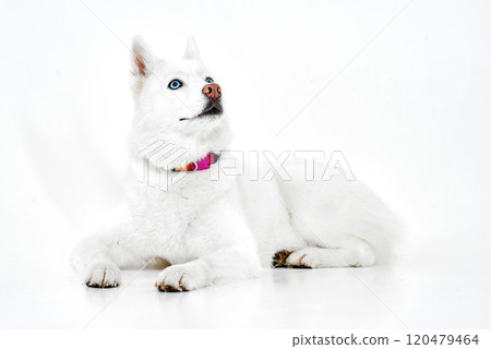White Husky with Blue Eyes Looking Up 120479464