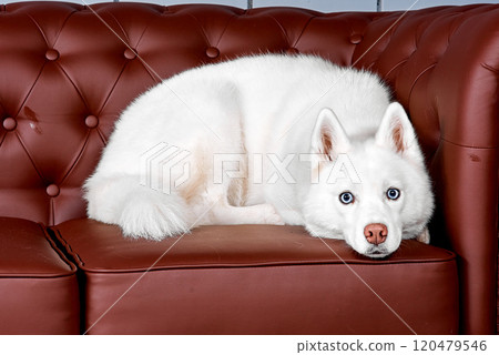 White Husky Resting on Brown Leather Couch White Husky Resting on Brown Leather Couch 120479546