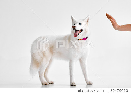 White Husky in Obedience Training Session White Husky in Obedience Training Session 120479610