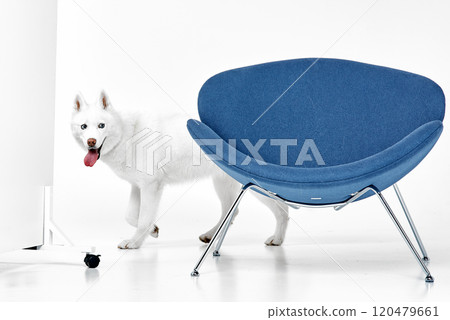 White Husky Dog Behind Blue Chair 120479661
