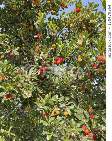 Fruit and leaves of wax berry on tree. Sunny fall day in Italy. Mountains and nature. Background for design. Fruit and leaves of wax berry on tree. Sunny fall day in Italy. Mountains and nature. Background for design. 120479964