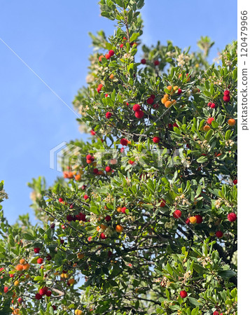 Fruit and leaves of wax berry on tree. Sunny fall day in Italy. Mountains and nature. Background for design.  120479966