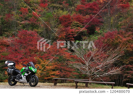 Maple trees in Shimogabuchi, autumn leaves and bikes Maple trees in Shimogabuchi, autumn leaves and bikes 120480070