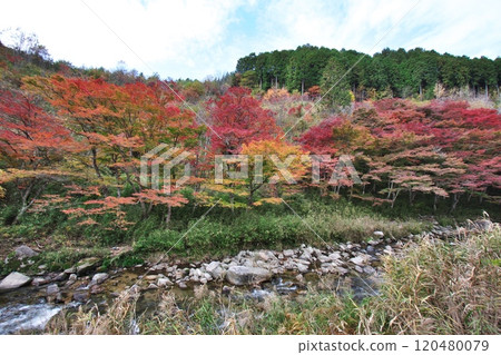 Maple Trees in Shimogabuchi Autumn Leaves 15 Maple Trees in Shimogabuchi Autumn Leaves 15 120480079