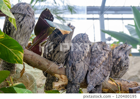 A pair of Australian frogmouths photographed in the wild at close range 120480195