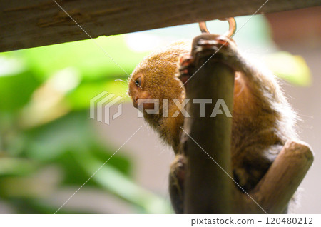 Common marmoset portrait Common marmoset portrait 120480212