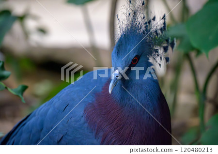 Portrait of a beautiful Victoria Crowned Pigeon with its crown-like plumage Portrait of a beautiful Victoria Crowned Pigeon with its crown-like plumage 120480213