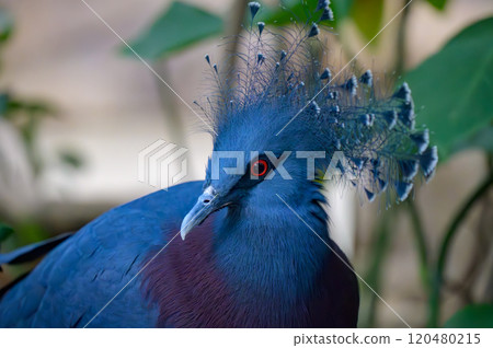 Portrait of a beautiful Victoria Crowned Pigeon with its crown-like plumage Portrait of a beautiful Victoria Crowned Pigeon with its crown-like plumage 120480215