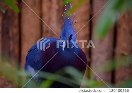 Portrait of a beautiful Victoria Crowned Pigeon with its crown-like plumage 120480216