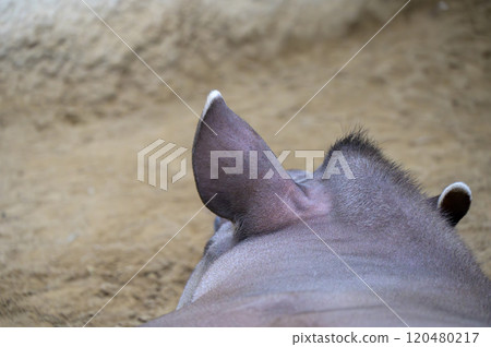 A close-up of a tapir's back with uniquely shaped ears 120480217