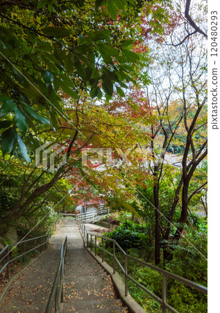 Autumn leaves 120480293