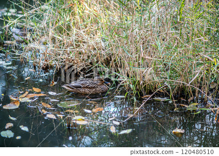 Mallard duck in a pond in Yeouido park in Yeongdeungpo District on Han river in Seoul, South Korea 120480510