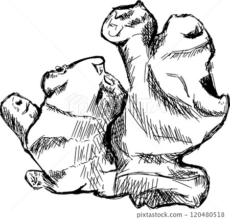 Ginger Root Large Top View Graphic Black and White Illustration Sketch for Printing and Web Design Ginger Root Large Top View Graphic Black and White Illustration Sketch for Printing and Web Design 120480518