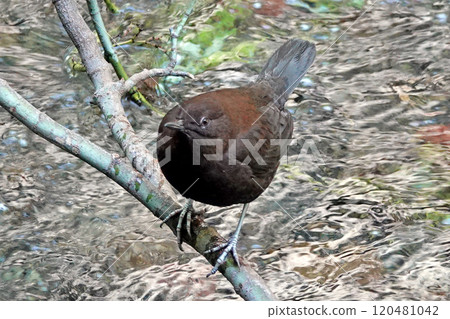 青蛙玻璃 120481042