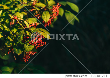 Viburnum plant with red berries 120481211