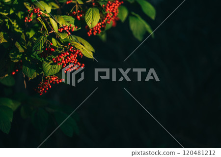 Viburnum plant with red berries 120481212