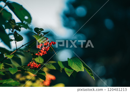 Viburnum plant with red berries 120481213