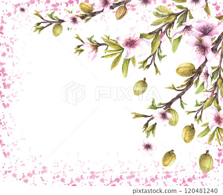 Almond tree branch with nuts, green leaves and pink flowers. Botanical banner template on watercolor splashes, stains background. hand drawn illustration. Floral isolated Clipart for card, label.  120481240