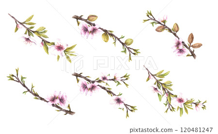 Almond tree branch with flowers, nuts, leaves spring set. Botanical watercolor illustration hand painted. Floral Clipart for greeting, wedding card, product food cosmetic label, on isolated background Almond tree branch with flowers, nuts, leaves spring set. Botanical watercolor illustration hand painted. Floral Clipart for greeting, wedding card, product food cosmetic label, on isolated background 120481247