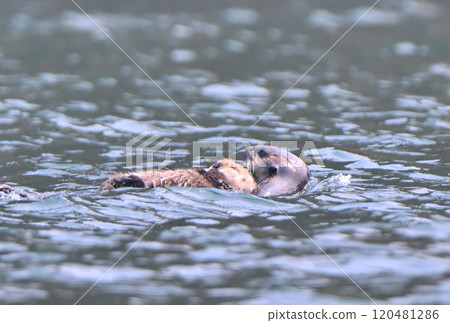 北海道根室半島附近的 Moyururi 島海岸上生活著一個海獺家族和它們的後代。 北海道根室半島附近的 Moyururi 島海岸上生活著一個海獺家族和它們的後代。 120481286