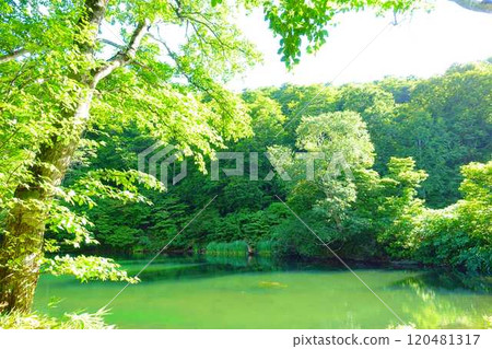 Dokko Swamp, Zao, Fresh Greenery 120481317