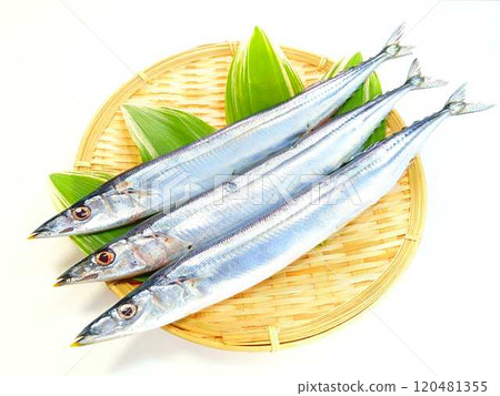 三馬三馬三馬 120481355