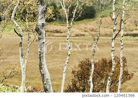 志賀高原田野原濕地的秋天 志賀高原田野原濕地的秋天 120481366