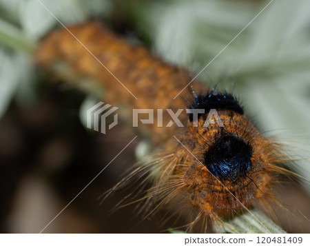 克努吉卡雷哈幼蟲 克努吉卡雷哈幼蟲 120481409