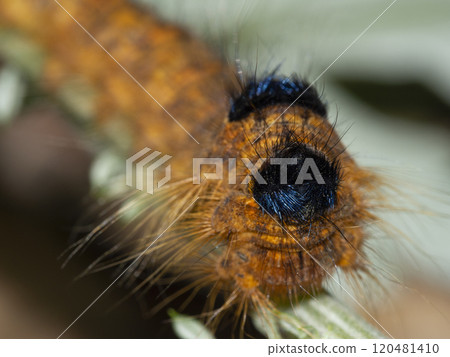 Oak moth larva 120481410