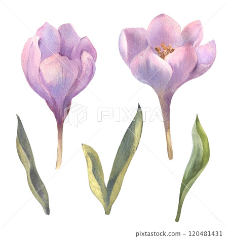 Set of White and purple crocuses. Flowers painted in watercolor. A clip art of spring flowers on a white background. Design for printing postcards, invitations to weddings, birthdays, easter Set of White and purple crocuses. Flowers painted in watercolor. A clip art of spring flowers on a white background. Design for printing postcards, invitations to weddings, birthdays, easter 120481431