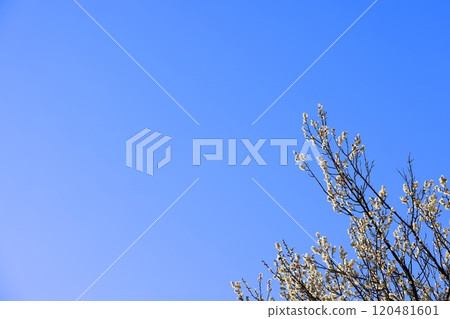 梅花預示著春天的到來（背景材料） 120481601