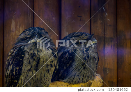 Two birds (fawn-jawed hawks) on a wood grain background Two birds (fawn-jawed hawks) on a wood grain background 120481662