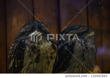 木紋背景下的兩隻鳥(日本夜鷹) 木紋背景下的兩隻鳥(日本夜鷹) 120481663