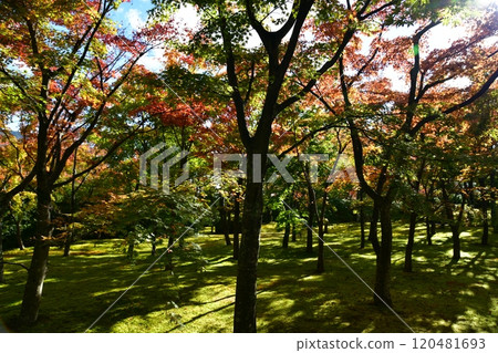 箱根美術館 120481693