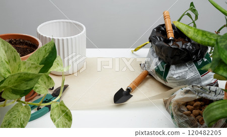 Concept of home garden. Transplanting plant in pots on white table. Taking care of home plants Concept of home garden. Transplanting plant in pots on white table. Taking care of home plants 120482205