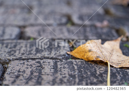Fallen leaves on cobblestones - winter image 120482365