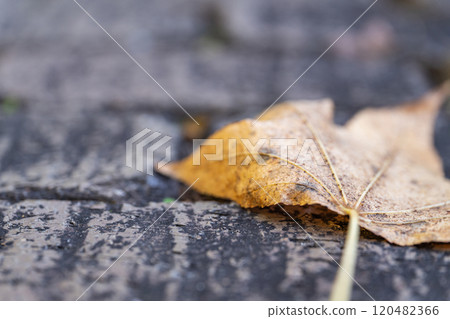 Fallen leaves on cobblestones - winter image Fallen leaves on cobblestones - winter image 120482366