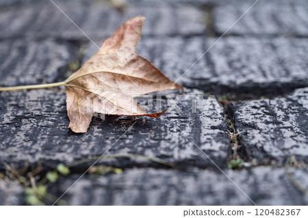 Fallen leaves on cobblestones - winter image Fallen leaves on cobblestones - winter image 120482367