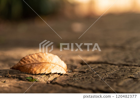 枯葉落在石頭路面上/冬季影像 120482377