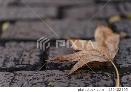 枯葉落在石頭路面上/冬季影像 枯葉落在石頭路面上/冬季影像 120482395