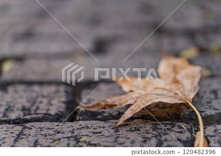枯葉落在石頭路面上/冬季影像 枯葉落在石頭路面上/冬季影像 120482396
